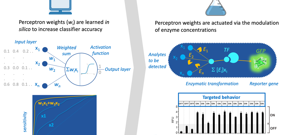 Metabolic Perceptrons for Neural Computing in Biological Systems, <i>Nature Communications</i>