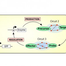 Retropath: Automated Pipeline for Embedded Metabolic Circuits, <i>ACS Synth Biol</i> Retropath: Automated Pipeline for Embedded Metabolic Circuits, <i>ACS Synth Biol</i>