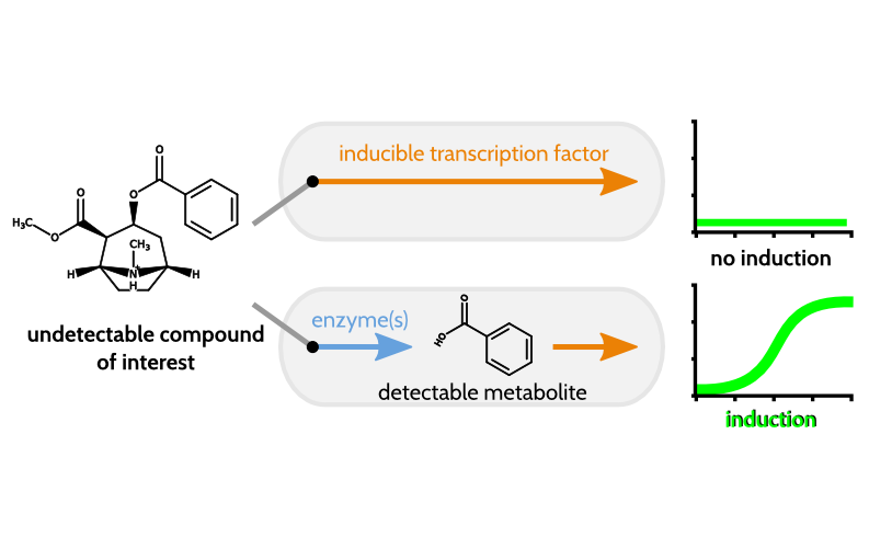 Expanding Biosensing Abilities through Computer-Aided Design of Metabolic Pathways, ACS Synthetic Biology
