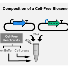 Optimizing Cell-Free Biosensors to Monitor Enzymatic Production, <I> ACS Synthetic Biology </i>