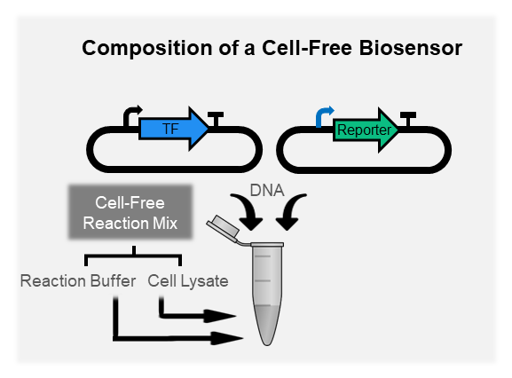 Optimizing Cell-Free Biosensors to Monitor Enzymatic Production, <I> ACS Synthetic Biology </i>