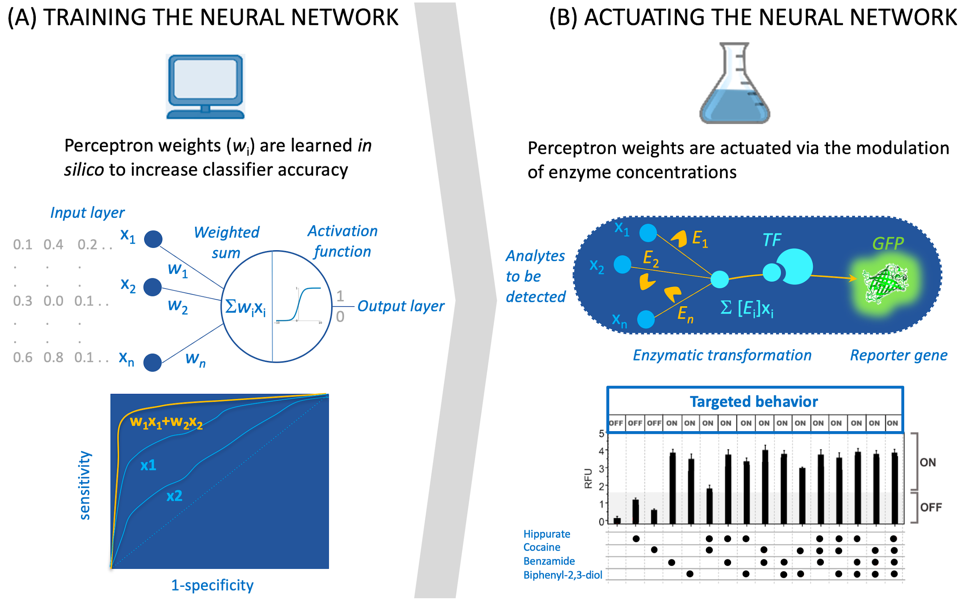 Metabolic Perceptrons for Neural Computing in Biological Systems, Nature Communications
