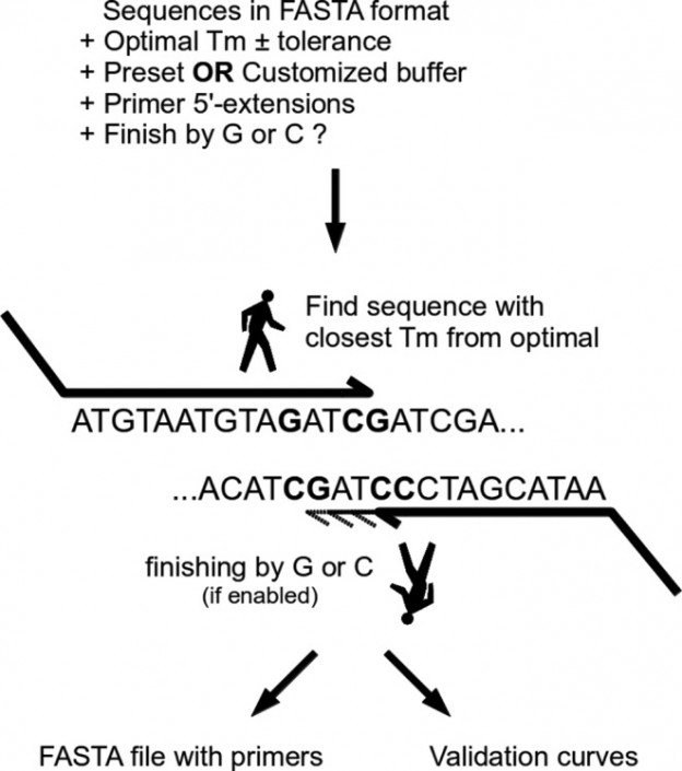 PrecisePrimer an easytouse web server for designing PCR primers for