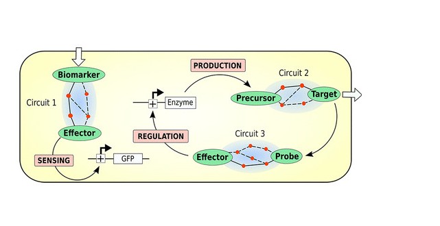 Retropath: Automated Pipeline for Embedded Metabolic Circuits, ACS Synth Biol